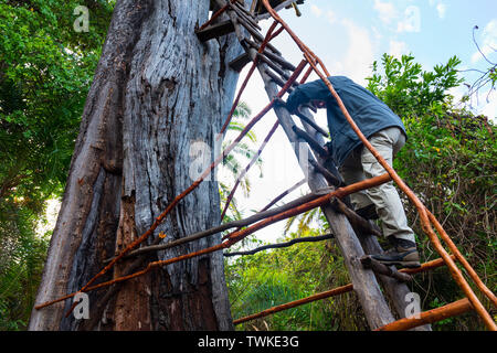 Torre di avvistamento, Kasanka Bat migrazione, Kasanka National Park, Serenje, Zambia, Africa Foto Stock