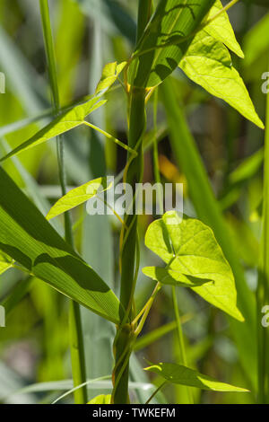 Centinodia (Calystegia sepium), arrampicata, in senso antiorario, fino, e supportato da un gambo a fragmite (Phragmites sp. ). ​ Foto Stock