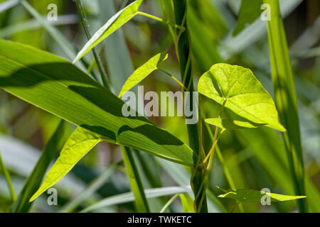 Centinodia (Calystegia sp. ) Cuore-shaped​ foglie e viticci arrampicata, in senso antiorario, fino steli di Reed (Phragmites sp. ). Calthorpe ampia. Norfolk. Regno Unito Foto Stock