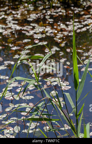 Reed (Phragmites sp. ) I gambi e le foglie che cresce dal bordo dell'acqua margini di una diga. Bistort anfibio (Persicaria amphibia), foglie galleggianti sulla superficie dell'acqua ​behind. ​Spring ri-emergere. Broadland. Norfolk. Foto Stock