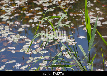 ​Reed (Phragmites sp. ) I gambi e le foglie che cresce dal bordo dell'acqua margini di una diga. Bistort anfibio (Persicaria amphibia), foglie galleggianti sulla superficie dell'acqua dietro. ​Spring ri-emergere. Broadland. Norfolk. Foto Stock