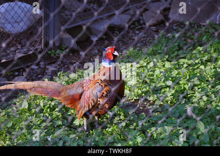 Fagiano maschio singoli. Fagiani adulti in valier passeggiate attraverso l'erba Foto Stock