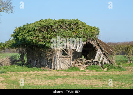 Dal tetto in amianto, ex campo di bestiame sparso e rifugio. Ridondante. Wild Il cervo (Cervus elaphus) e potatura edera (Hedera helix), continua a sostenere la parete laterale sinistra di collassare.​ altrimenti legname struttura di supporto attorno a cadere. Norfolk rurale. Regno Unito Foto Stock