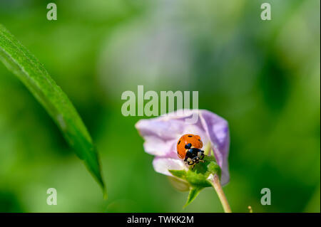 Ripresa macro di una coccinella (Coccinellidae) sul rosa pallido fiore di veccia. Foto Stock