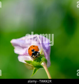 Ripresa macro di una coccinella (Coccinellidae) sul rosa pallido fiore di veccia. Foto Stock