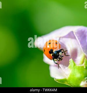 Ripresa macro di una coccinella (Coccinellidae) sul rosa pallido fiore di veccia. Foto Stock