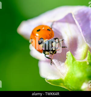 Ripresa macro di una coccinella (Coccinellidae) sul rosa pallido fiore di veccia. Foto Stock