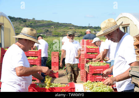 L'Italia, Sicilia, isola di Pantelleria, distretto di Khamma, Donnafugata Cantina e Vigneto . uomini al lavoro al raccolto di uve Zibibbo per produrre Passito Foto Stock