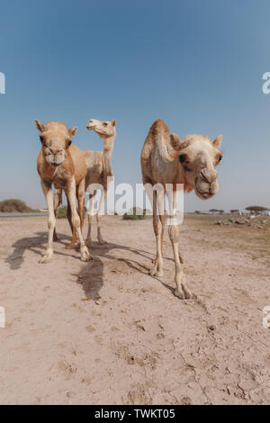 Tre cammelli stand nel deserto sotto i raggi del sole a Dubai Foto Stock