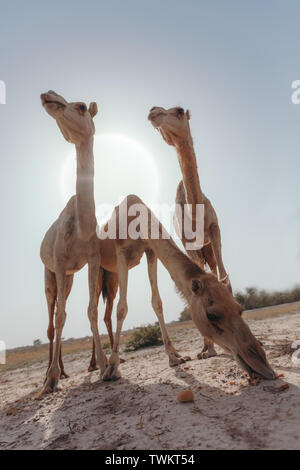 Tre cammelli stand nel deserto sotto i raggi del sole a Dubai Foto Stock