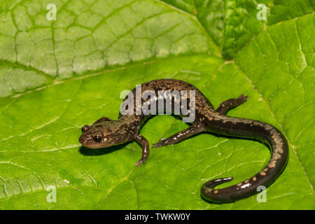 Picchi di lontra salamandra (Plethodon hubrichti) Foto Stock