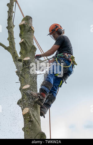 Arborist o albero chirurgo lavorando su un gambo di albero Foto Stock