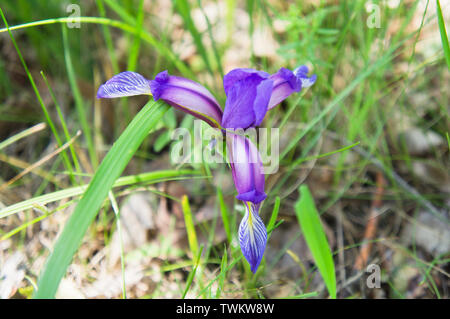 Iris graminea, erba-lasciava bandiera, erba lasciava iris, prugna iris, prugna tart iris nella Riserva Naturale Nazionale Certoryje nei Carpazi Bianchi, Zlin Foto Stock