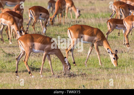 Impala antilopi che pascolano sulla savana Foto Stock