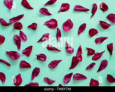 Rosso borgogna peonia petali laici piatta su blu-verde sfondo turchese. Petali di fiori per la minima nozione di vacanza. Layout creativo fatto di fiori foglie. Piatto modello di laici. Foto Stock
