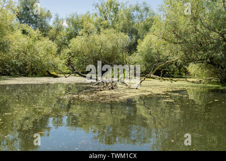 Una vista tipica dell'acqua e vegetazione nel delta del Danubio vicino a Tulcea, Romania Foto Stock