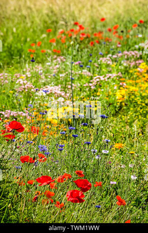 Papaveri, cornflowers e vari altri tipi di coloratissimi fiori selvaggi dal lato della strada in estate Foto Stock