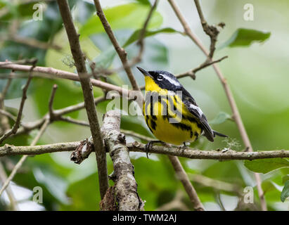 Un maschio di Magnolia trillo (Setophaga magnolia) appollaiato su un ramo. Sheldon lago del Parco statale. Houston, Texas, Stati Uniti d'America. Foto Stock