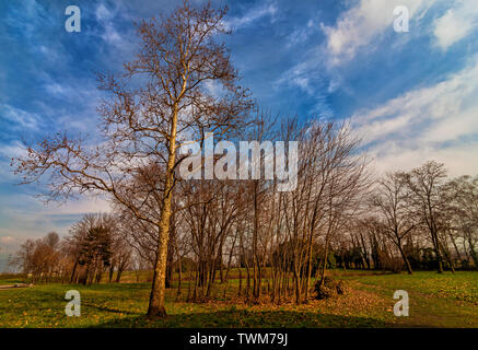 Un italiano di paesaggio di campagna su un luminoso pomeriggio quando gli alberi sono baciare il profondo cielo blu con nuvole bianche galleggianti intorno.inverno Foto Stock