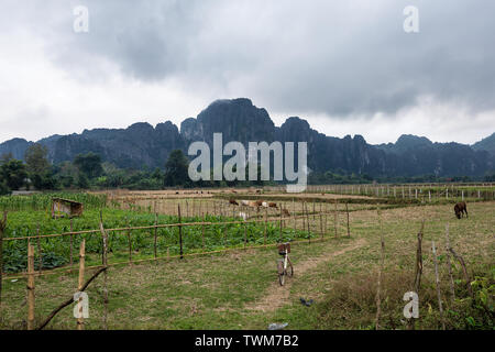 Le mucche in un campo vicino a Vang Vieng, Provincia di Vientiane, Laos. Collina calcarea Pha Poak è in background. Foto Stock