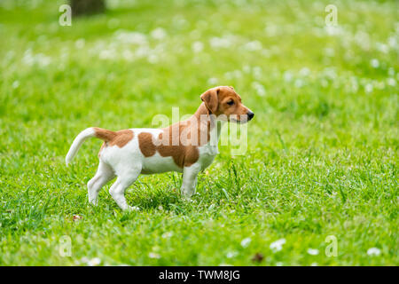 Jack Russel Terrier cane all'aperto nella natura sul prato di erba in un giorno di estate Foto Stock