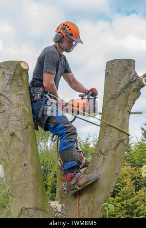 Arborist o albero Surgeonusing un chainsaw lavorando su un albero. Foto Stock