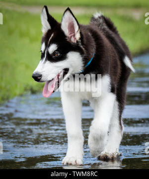 Husky cucciolo felicemente passeggiate lungo il marciapiede esterno Foto Stock