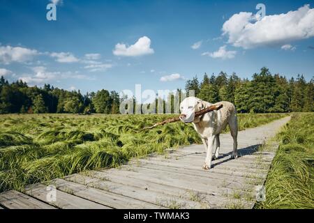 Cane stecco di presa in bocca. Il Labrador retriever camminando sul sentiero in legno nel bellissimo paesaggio. Foto Stock