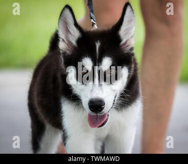 Cucciolo di Husky passeggiate al guinzaglio all'esterno. Foto Stock