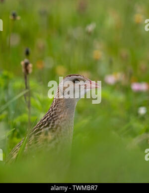 Re di quaglie (Crex crex), RSPB Balranald, North Uist, Ebridi Esterne, Scozia Foto Stock