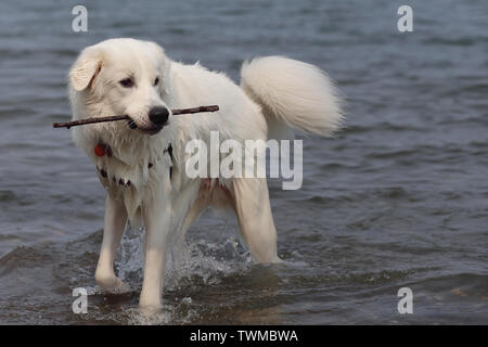 Cane bianco che porta il bastone in bocca mentre cammina nelle acque del lago a Cherry Beach, Toronto, ON, Canada. Foto Stock