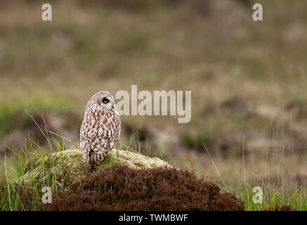 Un breve selvatici Eared gufo comune (asio flammeus)appollaiato sulla cima del tumulo, North Uist, Ebridi Esterne, Scozia Foto Stock