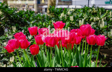 Tulipani rossi sulla vibrante fogliame verde dello sfondo. Soleggiata giornata di primavera in Bryant Park di New York City. Foto Stock