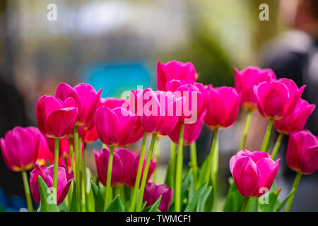 Tulipani rossi vicino la vista su blur sullo sfondo, soleggiata giornata di primavera in Bryant Park di New York City. Foto Stock