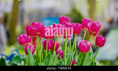 Tulipani rossi vicino la vista su blur sullo sfondo, soleggiata giornata di primavera in Bryant Park di New York City. Foto Stock