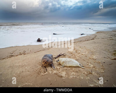 Guarnizione grigia Halichoerus grypus madre e pup North Norfolk Gennaio Foto Stock