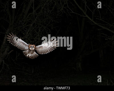 Allocco Strix aluco a caccia di notte North Norfolk Foto Stock