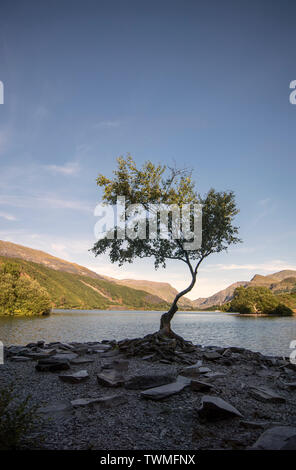 Albero da Llyn Padarn a Llanberis, Wales, Regno Unito Foto Stock