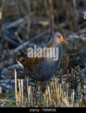 Water Rail  Rallus aquaticus male North Norfolk winter Foto Stock