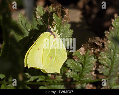 Comune di Brimstone Butterfly Gonepteryx rhamni maschio North Norfolk Febbraio Foto Stock