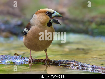 Hawfinch maschio pianto sul piccolo ramo in stagno Foto Stock