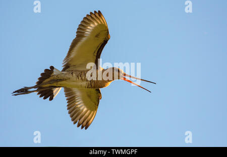 Nero-tailed godwit volare al sole e grida Foto Stock