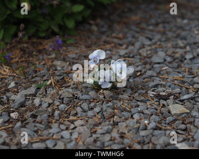 Primo piano di un piccolo corno (Viola Viola cornuta) su un terreno di ghiaia Foto Stock