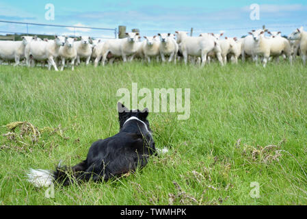 Border Collie mantenendo un occhio su un gregge di pecore Foto Stock
