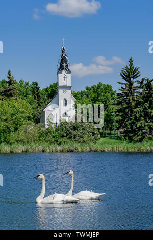 Coppia di Tundra cigni e ucraino chiesa cattolica, Mirror Lake, Camrose, Alberta, Foto Stock