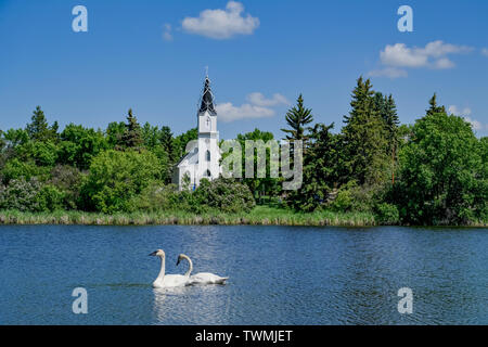 Coppia di cigni Tundra e Chiesa cattolica Ucraina, Mirror Lake, Camrose, Alberta, Foto Stock
