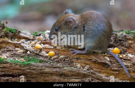 Bank vole mangia cereali e gli altri alimenti su deadwood ramo sul suolo della foresta Foto Stock