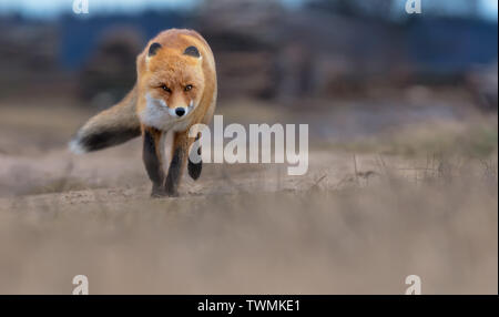 Fast Red Fox corre verso la telecamera su un campo di strada in condizioni di vento. Foto Stock