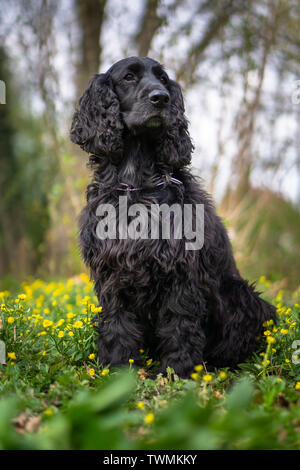 Cocker Spaniel ritratto Foto Stock