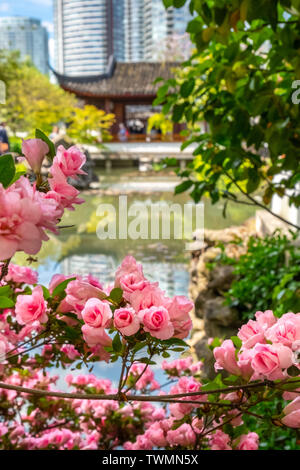 Una boccola di piccoli, Rosa Rose sorge nella parte anteriore di uno stagno in una giornata di sole in China Town Vancouver, BC Canada. Foto Stock